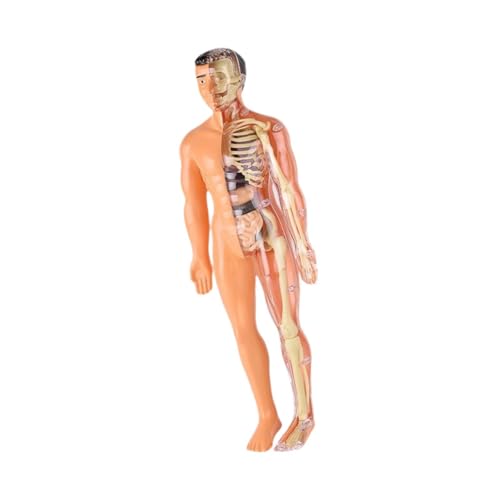 Oshhni Human Body Model Kinder Anatomiespielzeug, abnehmbare Organe, Skelettmodell Kinder Human Torso Organmodell für Lehrerversorgungen Haus, Durchscheinend von Oshhni
