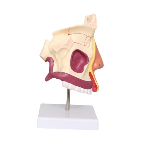Oshhni Human Nasenhöhle Demonstrationsmodell realistische menschliche Hals Modellpräsentation Werkzeuge Organ Strukturmodell Unterricht Oshhni Human Nasenhöhle Demonstrationsmodell realistische menschliche Hals Modellpräsentation Werkzeuge Organ Strukturmodell Unterricht von Oshhni