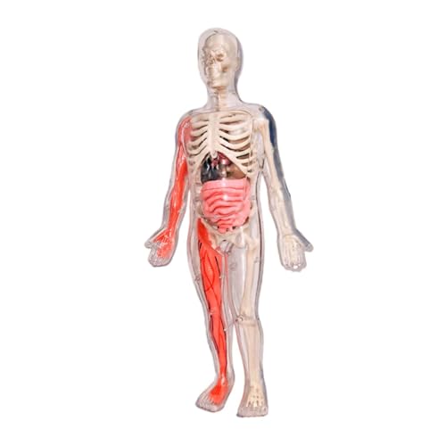 Oshhni Humankörper -Puzzle -Kits für Kinder, DIY -Skelettspielzeug, Körperteile Organe Anatomie Figur für Lehrerversorgungen, Kinderheim von Oshhni
