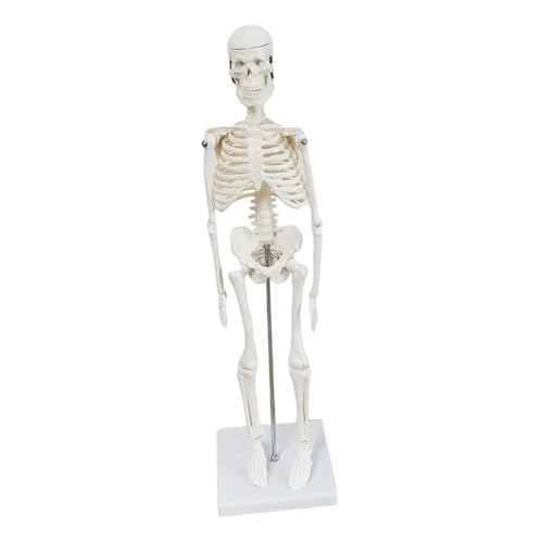 Oshhni Körper Skelett Modell, Pädagogisches Wissenschaftswerkzeug, Lernspielzeug Zum Lernen, Anzeigen von Oshhni