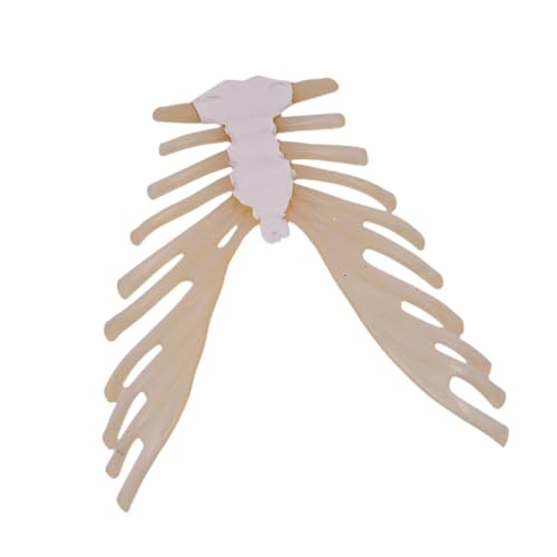 Oshhni Lehrprops Sternum Knochen Demonstrationsmodell Requisiten Ausbildung Biologie Unterricht Versorgung für Kinder Jungen und Mädchen School Oshhni Lehrprops Sternum Knochen Demonstrationsmodell Requisiten Ausbildung Biologie Unterricht Versorgung für Kinder Jungen und Mädchen School von Oshhni