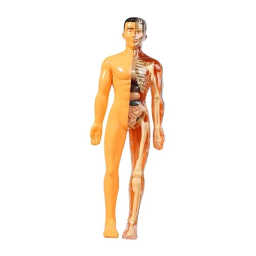 Oshhni Lernprop Human Body Model Human Biology Display Lehre Hilfsdemonstrationsinstrument für Homeschool Kinderstudienwerkzeug, Durchscheinend von Oshhni