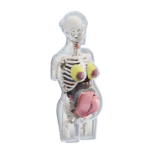 Oshhni Menschliches Körpermodell, Lernspielzeug, Schwangerschafts-Torso-Anatomiemodell, anatomischer für Jungen Mädchen von Oshhni