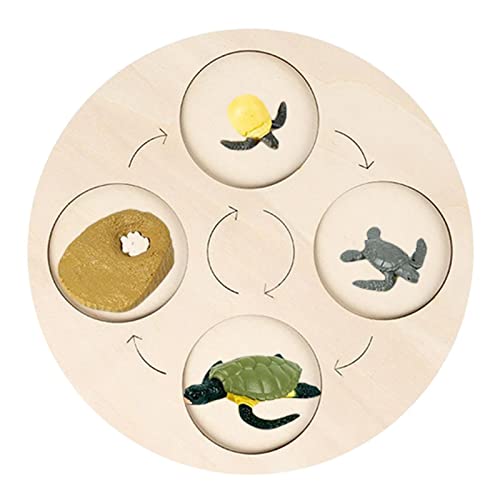 Oshhni Pädagogisches Spielzeug für Kleinkinder, Lernmaterial für frühe Entwicklung, Schildkröte von Oshhni
