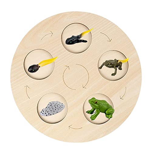 Oshhni Pädagogisches Spielzeug für Kleinkinder, Lernspaß mit Frosch von Oshhni