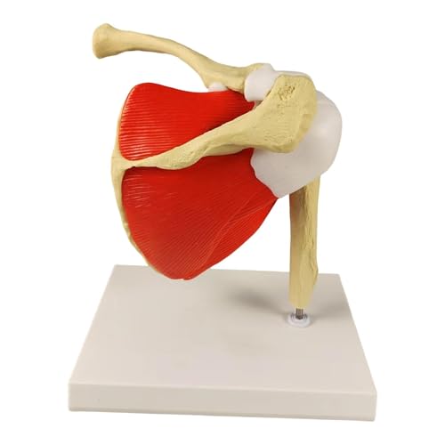 Oshhni Schultergelenkmodell, Anatomie-Skelett-Modell, Zubehör, Lehrmittel für Studium Oshhni Schultergelenkmodell, Anatomie-Skelett-Modell, Zubehör, Lehrmittel für Studium von Oshhni