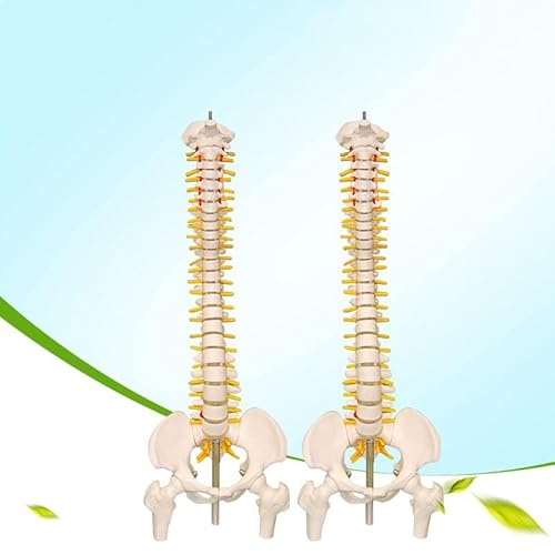 Oumefar Biologisches Modell 45 cm Anatomische flexible menschliche Wirbelsäule Wirbelsäulen-Lendenkurvenmodell Anatomie Wirbelsäule Medizinisches Lehrmittel Oumefar Biologisches Modell 45 cm Anatomische flexible menschliche Wirbelsäule Wirbelsäulen-Lendenkurvenmodell Anatomie Wirbelsäule Medizinisches Lehrmittel von Oumefar