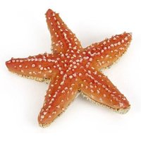 Seestern von PAPO SAS