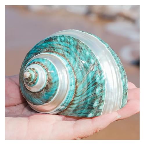 Große natürliche Muschel Muscheln Muscheln, Einsiedlerkrebs Muscheln Große Mittlere Turbo Muschel Natürliche Meeresmuschel(8~9cm) von PBDEIOEOE