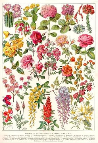 PDSYUCHEN 1000 Teile ，Bunt Puzzles ，Bilder ，Vintage Florals Poster ， Spiele Zur Stressreduktion In Der Familie ，Wand Dekoration - Tz580Kj von PDSYUCHEN