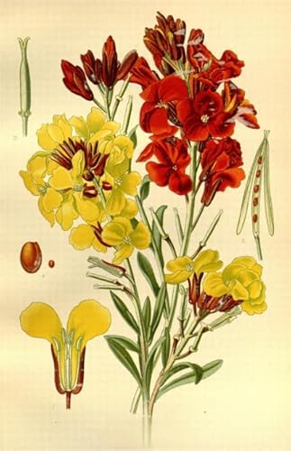 PDSYUCHEN 1000 Teile - Difficult Puzzle - Bilder - Gifts - Plants Florals Vintage Illustrations - Stressabbau-Puzzlespielzeug Für Erwachsene - Tz29Kj von PDSYUCHEN