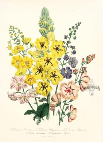 PDSYUCHEN 1000 Teile - Difficult Puzzle - Bilder - Gifts - Plants Florals Vintage Illustrations - Stressabbau-Puzzlespielzeug Für Erwachsene - Tz30Kj von PDSYUCHEN