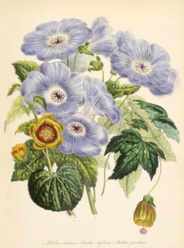 PDSYUCHEN 1000 Teile - Difficult Puzzle - Bilder - Gifts - Plants Florals Vintage Illustrations - Stressabbau-Puzzlespielzeug Für Erwachsene - Tz33Kj von PDSYUCHEN