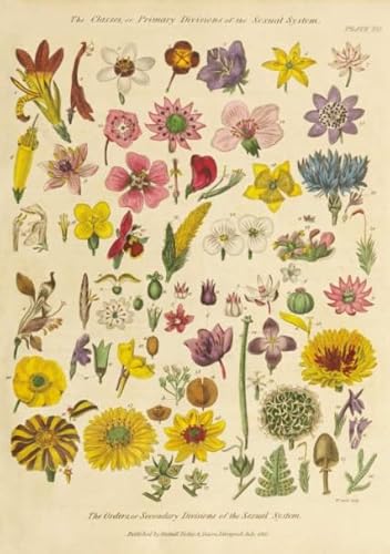 PDSYUCHEN 1000 Teile Puzzle - Poster - Difficult Puzzle - Gifts - Vintage Flowers Illustrations - Stressabbau-Spiel Für Erwachsene – Bild - Tz215Kj PDSYUCHEN 1000 Teile Puzzle - Poster - Difficult Puzzle - Gifts - Vintage Flowers Illustrations - Stressabbau-Spiel Für Erwachsene – Bild - Tz215Kj von PDSYUCHEN