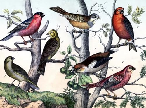 PDSYUCHEN Difficult Puzzle - 1000 Stück Puzzles - Birds Retro Illustrations - Wand Kunst Dekoration - Heraus for Derungs Spiel Für Erwachsene - Familienspaß-Heraus for Derungs Spielzeug - Jw111Th PDSYUCHEN Difficult Puzzle - 1000 Stück Puzzles - Birds Retro Illustrations - Wand Kunst Dekoration - Heraus for Derungs Spiel Für Erwachsene - Familienspaß-Heraus for Derungs Spielzeug - Jw111Th von PDSYUCHEN