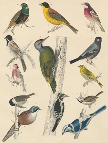 PDSYUCHEN Difficult Puzzle - 1000 Stück Puzzles - Birds Retro Illustrations - Wand Kunst Dekoration - Heraus for Derungs Spiel Für Erwachsene - Familienspaß-Heraus for Derungs Spielzeug - Jw113Th PDSYUCHEN Difficult Puzzle - 1000 Stück Puzzles - Birds Retro Illustrations - Wand Kunst Dekoration - Heraus for Derungs Spiel Für Erwachsene - Familienspaß-Heraus for Derungs Spielzeug - Jw113Th von PDSYUCHEN