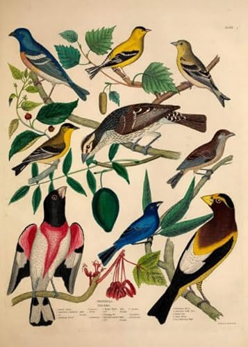 PDSYUCHEN Difficult Puzzle - 1000 Stück Puzzles - Birds Retro Illustrations - Wand Kunst Dekoration - Heraus for Derungs Spiel Für Erwachsene - Familienspaß-Heraus for Derungs Spielzeug - Jw114Th PDSYUCHEN Difficult Puzzle - 1000 Stück Puzzles - Birds Retro Illustrations - Wand Kunst Dekoration - Heraus for Derungs Spiel Für Erwachsene - Familienspaß-Heraus for Derungs Spielzeug - Jw114Th von PDSYUCHEN
