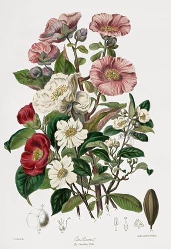 PDSYUCHEN Puzzle 1000 Stück ，Difficult Puzzle ，Colorful ，Vintage Florals Illustrations ，Puzzle-Spiel Zum Stressabbau Für Erwachsene, Kunstbild - Jw103Th von PDSYUCHEN