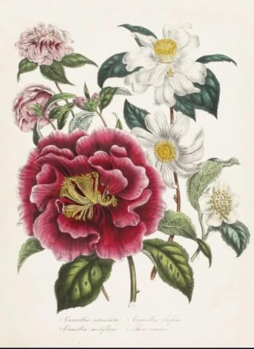 PDSYUCHEN Puzzle 1000 Stück ,Difficult Puzzle ,Colorful ,Vintage Florals Illustrations ,Puzzle-Spiel Zum Stressabbau Für Erwachsene, Kunstbild - Jw106Th PDSYUCHEN Puzzle 1000 Stück ,Difficult Puzzle ,Colorful ,Vintage Florals Illustrations ,Puzzle-Spiel Zum Stressabbau Für Erwachsene, Kunstbild - Jw106Th von PDSYUCHEN