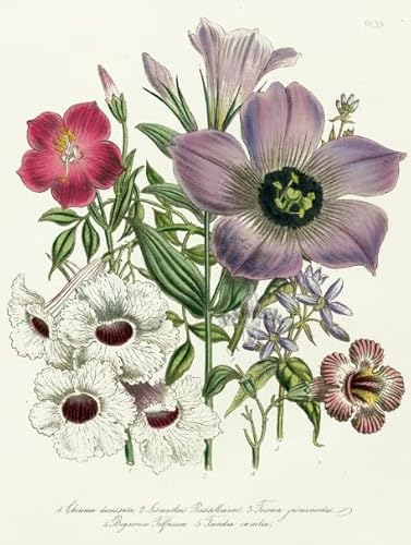 PDSYUCHEN Puzzle 1000 Stück ，Difficult Puzzle ，Colorful ，Vintage Florals Illustrations ，Puzzle-Spiel Zum Stressabbau Für Erwachsene, Kunstbild - Jw107Th von PDSYUCHEN