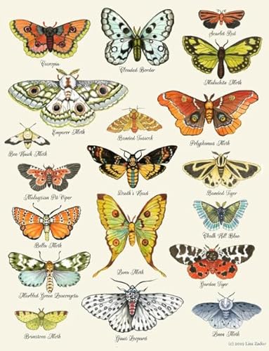 PDSYUCHEN Puzzle 1000 Stück ,Difficult Puzzle ,Retro Butterflys Poster Art Painting , Personalisiertes Challenge-Spielzeug Für Erwachsene Gifts - Jw65Th PDSYUCHEN Puzzle 1000 Stück ,Difficult Puzzle ,Retro Butterflys Poster Art Painting , Personalisiertes Challenge-Spielzeug Für Erwachsene Gifts - Jw65Th von PDSYUCHEN