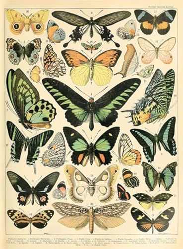 PDSYUCHEN Puzzle 1000 Stück ,Difficult Puzzle ,Retro Butterflys Poster Art Painting , Personalisiertes Challenge-Spielzeug Für Erwachsene Gifts - Jw68Th PDSYUCHEN Puzzle 1000 Stück ,Difficult Puzzle ,Retro Butterflys Poster Art Painting , Personalisiertes Challenge-Spielzeug Für Erwachsene Gifts - Jw68Th von PDSYUCHEN