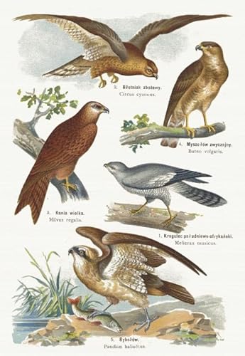 PDSYUCHEN Puzzle 1000 Teile ，Difficult Puzzles ，Bilder ，Gifts ，Bird Art Vintage Illustrations ，Spiele Zur Stressreduktion In Der Familie - Tz77Kj von PDSYUCHEN