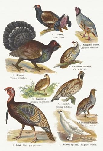 PDSYUCHEN Puzzle 1000 Teile ,Difficult Puzzles ,Bilder ,Gifts ,Bird Art Vintage Illustrations ,Spiele Zur Stressreduktion In Der Familie - Tz78Kj PDSYUCHEN Puzzle 1000 Teile ,Difficult Puzzles ,Bilder ,Gifts ,Bird Art Vintage Illustrations ,Spiele Zur Stressreduktion In Der Familie - Tz78Kj von PDSYUCHEN