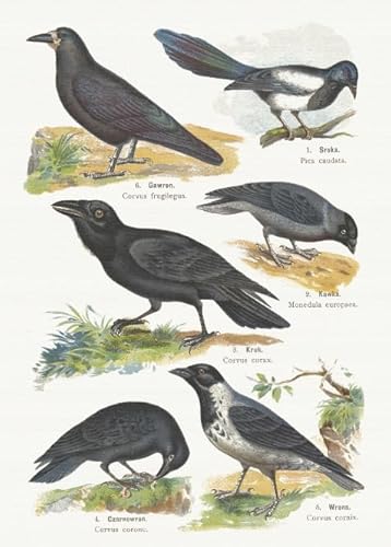 PDSYUCHEN Puzzle 1000 Teile ,Difficult Puzzles ,Bilder ,Gifts ,Bird Art Vintage Illustrations ,Spiele Zur Stressreduktion In Der Familie - Tz79Kj PDSYUCHEN Puzzle 1000 Teile ,Difficult Puzzles ,Bilder ,Gifts ,Bird Art Vintage Illustrations ,Spiele Zur Stressreduktion In Der Familie - Tz79Kj von PDSYUCHEN