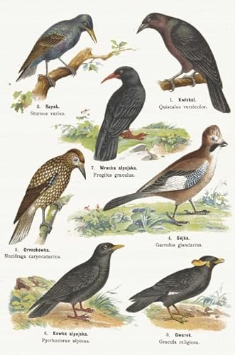 PDSYUCHEN Puzzle 1000 Teile ,Difficult Puzzles ,Bilder ,Gifts ,Bird Art Vintage Illustrations ,Spiele Zur Stressreduktion In Der Familie - Tz80Kj PDSYUCHEN Puzzle 1000 Teile ,Difficult Puzzles ,Bilder ,Gifts ,Bird Art Vintage Illustrations ,Spiele Zur Stressreduktion In Der Familie - Tz80Kj von PDSYUCHEN