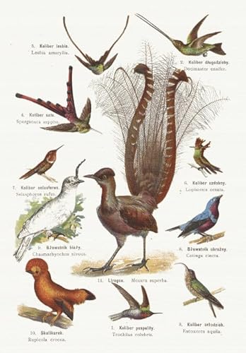 PDSYUCHEN Puzzle 1000 Teile ,Difficult Puzzles ,Bilder ,Gifts ,Bird Art Vintage Illustrations ,Spiele Zur Stressreduktion In Der Familie - Tz81Kj PDSYUCHEN Puzzle 1000 Teile ,Difficult Puzzles ,Bilder ,Gifts ,Bird Art Vintage Illustrations ,Spiele Zur Stressreduktion In Der Familie - Tz81Kj von PDSYUCHEN