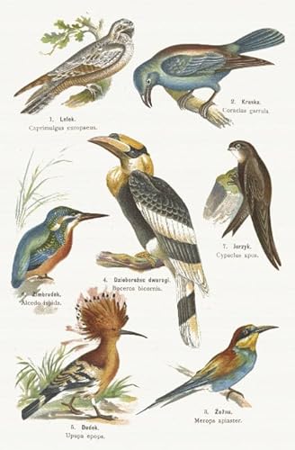 PDSYUCHEN Puzzle 1000 Teile ,Difficult Puzzles ,Bilder ,Gifts ,Bird Art Vintage Illustrations ,Spiele Zur Stressreduktion In Der Familie - Tz82Kj PDSYUCHEN Puzzle 1000 Teile ,Difficult Puzzles ,Bilder ,Gifts ,Bird Art Vintage Illustrations ,Spiele Zur Stressreduktion In Der Familie - Tz82Kj von PDSYUCHEN