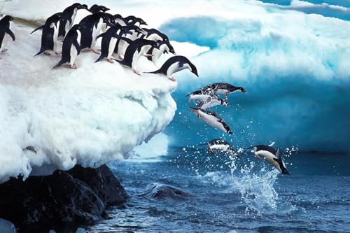 1000 Stück Adeliepinguin-Gruppe Springt Ins Meer Paulet Island In Der Antarktis Puzzle Holzpuzzle Für Erwachsene In Naturlandschaft 1000 Stück Adeliepinguin-Gruppe Springt Ins Meer Paulet Island In Der Antarktis Puzzle Holzpuzzle Für Erwachsene In Naturlandschaft von PEKNUX