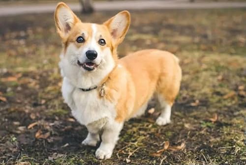 1000 Teile Feldhund Das Holzpuzzle Lernspielzeug Für Erwachsene von PEKNUX