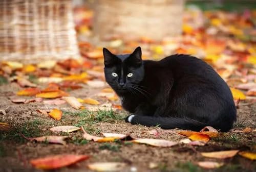 1000 Teile Kleine Mandarinenkatze Das Holzpuzzle Lernspielzeug Für Erwachsene von PEKNUX