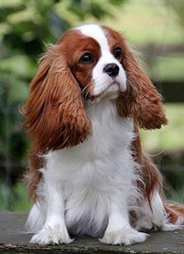 1000 Teile Puzzle Cavalier King Charles Spaniel Hund Puzzle Kunst Geschicklichkeitsspiel Für Die Ganze Familie Buntes Platzierungsspiel von PEKNUX