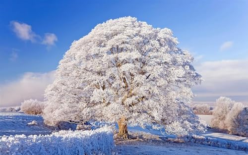 1000 Teile Puzzle Für Erwachsene Kalter Winter Raureifbäume Schneefelder Familie Herausfordernde Spiele Heimdekoration Geschenke von PEKNUX