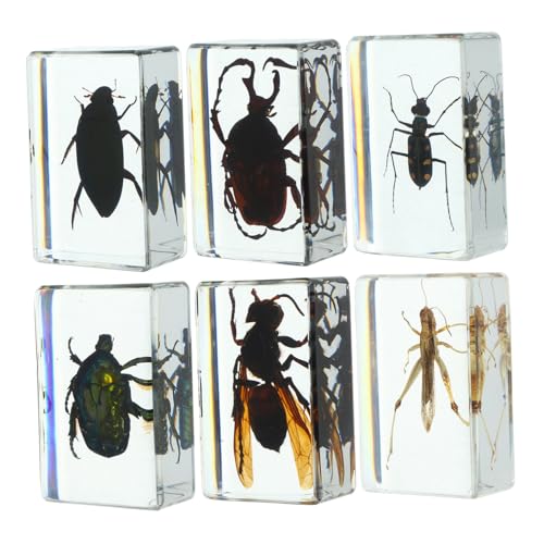 PEPLAYTAL 6 Stück Teiliges Insektenpräparat mit Transparenten Naturgetreuen Insekten für Wissenschaftsunterricht und Heimdekoration Vielfältige Sammlung zur Beobachtung Dekorativer von PEPLAYTAL