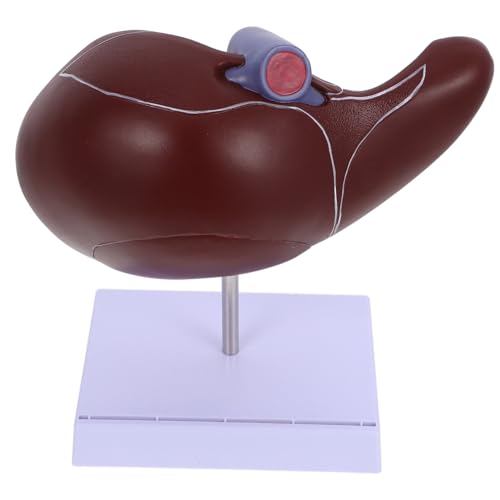 PEPLAYTAL Anatomisches Lebermodell aus Umweltfreundlichem Kunststoff mit Sockel Realistisches Menschliches Lebermodell für Medizinische Lehre und Schulungszwecke Langlebig und Detailgetreu PEPLAYTAL Anatomisches Lebermodell aus Umweltfreundlichem Kunststoff mit Sockel Realistisches Menschliches Lebermodell für Medizinische Lehre und Schulungszwecke Langlebig und Detailgetreu von PEPLAYTAL