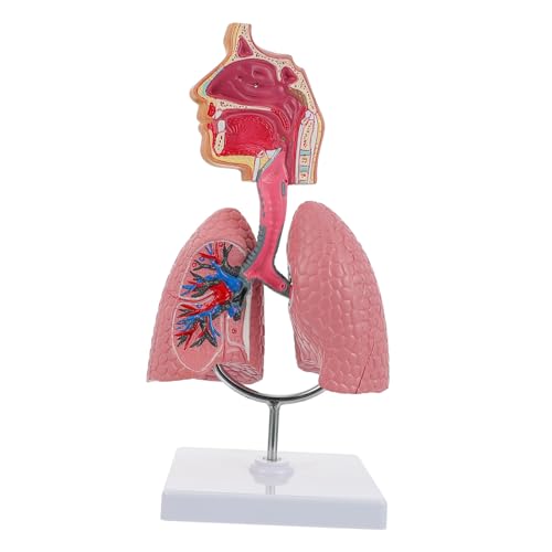 PEPLAYTAL Anatomisches Lungenmodell aus PVC Lebensecht Detaillierte Darstellung Des Menschlichen Atmungssystems Lehrmodell für Physiologie Anatomiekurse an Medizin Pflegeschulen PEPLAYTAL Anatomisches Lungenmodell aus PVC Lebensecht Detaillierte Darstellung Des Menschlichen Atmungssystems Lehrmodell für Physiologie Anatomiekurse an Medizin Pflegeschulen von PEPLAYTAL