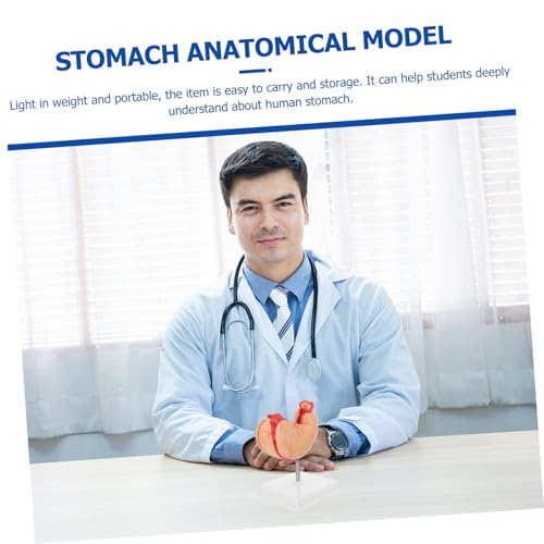 PEPLAYTAL Human Stomach Anatomical Modell Lehrhilfe für Biologie Unterricht Lebensecht Farbenfrohes Design für Physiologie und Anatomie Schulbedarf PEPLAYTAL Human Stomach Anatomical Modell Lehrhilfe für Biologie Unterricht Lebensecht Farbenfrohes Design für Physiologie und Anatomie Schulbedarf von PEPLAYTAL
