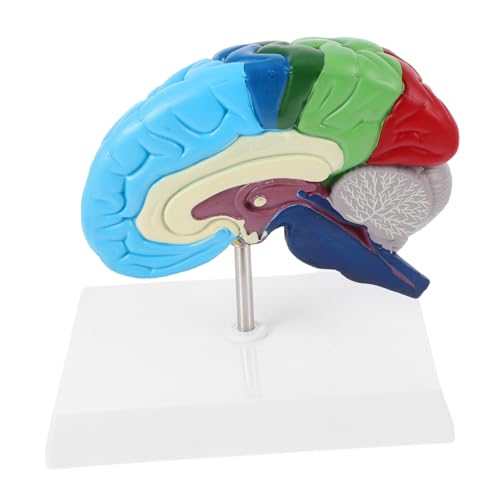 PEPLAYTAL Menschliches Gehirnmodell Rechte Hemisphäre Anatomisches Lehrmodell mit Detaillierter Beschriftung Langlebig für Medizinische Ausbildung und Neurowissenschaften von PEPLAYTAL