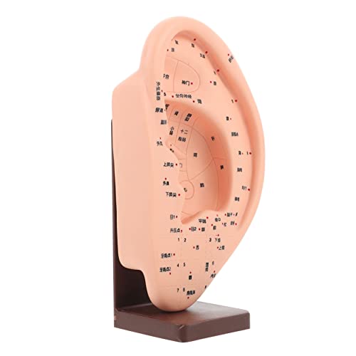 PEPLAYTAL Ohrakupunktur Modell mit Sockel Realistisches Ohrakupressur Lehrmodell Natürliches Ohr Akupunkturpunkt Demonstrationsmodell für Ausbildung Therapie und Reflexzonenmassage PEPLAYTAL Ohrakupunktur Modell mit Sockel Realistisches Ohrakupressur Lehrmodell Natürliches Ohr Akupunkturpunkt Demonstrationsmodell für Ausbildung Therapie und Reflexzonenmassage von PEPLAYTAL