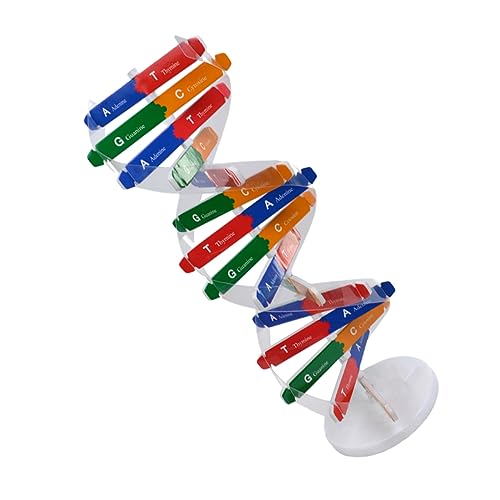 PERSELOSO 1 Satz DNA Modell Bausatz für Wissenschaftliches Kreativität Interaktives Lernspielzeug zur DNA Doppelhelix für Junge Mädchen und Vorschulkinder Wissenschaftliches Zufällige Farbe von PERSELOSO