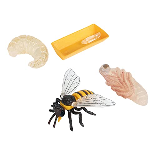 PERSELOSO 1satz Kreatives Lernspielzeug Teiliges Bienen Lebenszyklus Modell Für Junge Mädchen Kognitive Spielzeuge Biologie Und Naturerforschung Für Kreative Aktivitäten Und Lehrzwecke PERSELOSO 1satz Kreatives Lernspielzeug Teiliges Bienen Lebenszyklus Modell Für Junge Mädchen Kognitive Spielzeuge Biologie Und Naturerforschung Für Kreative Aktivitäten Und Lehrzwecke von PERSELOSO