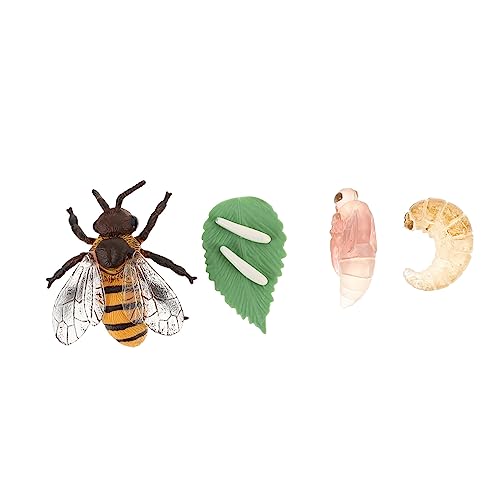 PERSELOSO 1Satz Simulation Honigbiene Modellspielzeug Insektenwachstumszyklus für Sicheres Kunststoffmaterial Lebendige Darstellung Fördert Kognitive Fähigkeiten und Biologisches von PERSELOSO