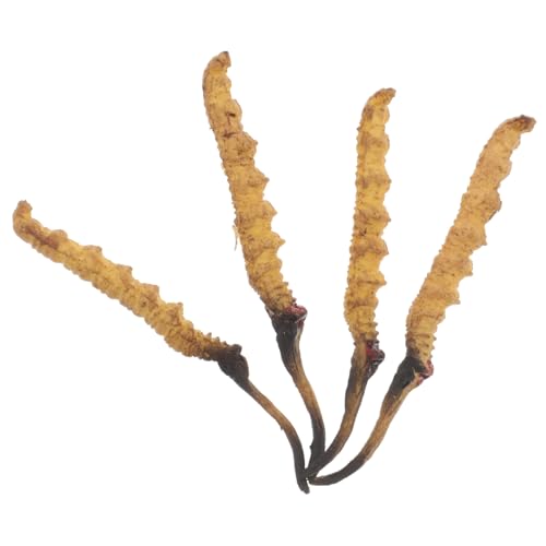 PERSELOSO 4 Stück Cordyceps -Modell Modell Der Chinesischen Medizin Arztkoffer Medizinische Spielzeugartikel Arzt Rollenspiel Requisiten Arztzubehör Plastik PERSELOSO 4 Stück Cordyceps -Modell Modell Der Chinesischen Medizin Arztkoffer Medizinische Spielzeugartikel Arzt Rollenspiel Requisiten Arztzubehör Plastik von PERSELOSO