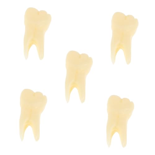 PERSELOSO 5 Stück Zahnmodell Zahnspielzeug Zahnmedizinisches Zahnmedizinisches Lernspielzeug Zahnarztspielzeug Zahnkunde dekorative Zähne Stützzähne Harz Beige PERSELOSO 5 Stück Zahnmodell Zahnspielzeug Zahnmedizinisches Zahnmedizinisches Lernspielzeug Zahnarztspielzeug Zahnkunde dekorative Zähne Stützzähne Harz Beige von PERSELOSO