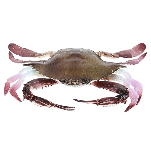 PERSELOSO Künstliche Krabbenfigur aus Realistisches Meerestier Modell für Aquarien Dekoration Lernspielzeug und Interaktives für Lebendig und Detailgetreu PERSELOSO Künstliche Krabbenfigur aus Realistisches Meerestier Modell für Aquarien Dekoration Lernspielzeug und Interaktives für Lebendig und Detailgetreu von PERSELOSO