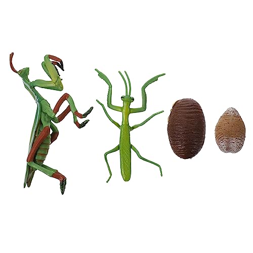PERSELOSO Mantis Lebenszyklus Modell Pädagogisches zur Darstellung des Wachstumzyklus von Gottesanbetern für Frühe Bildung und Interaktive Lernspiele von PERSELOSO